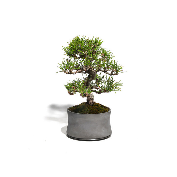 黒松　-Japanese black pine-　（推定樹齢30年） 詳細画像